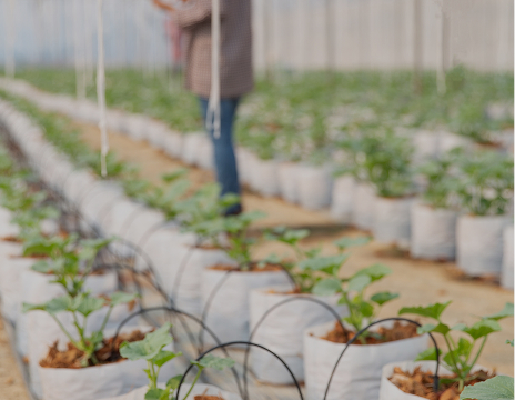 rows of plants in greenhouse