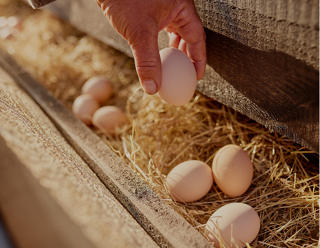 farmer picking eggs