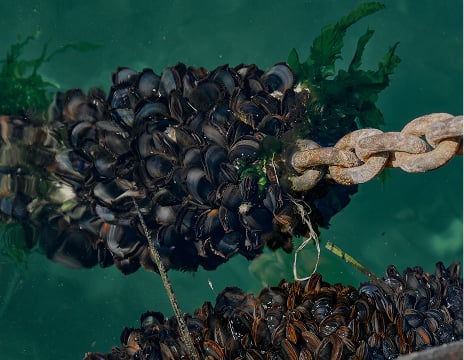 clams stuck on chain