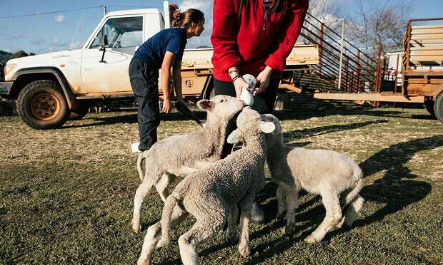 woman feeding baby goats from bottle