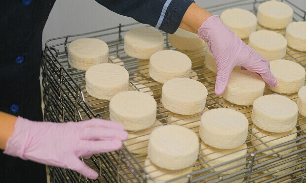 baker lying out rinds of cheese on metal racks