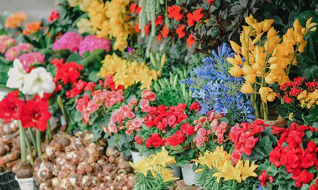 rows of potted flowers