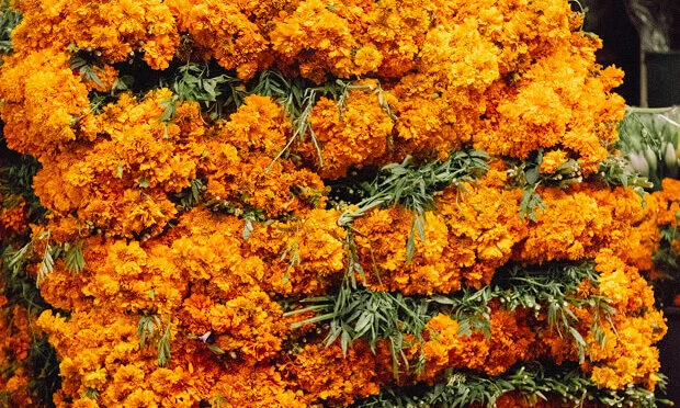 bright orange flowers and greenery