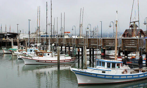 sailboats docked in a marina