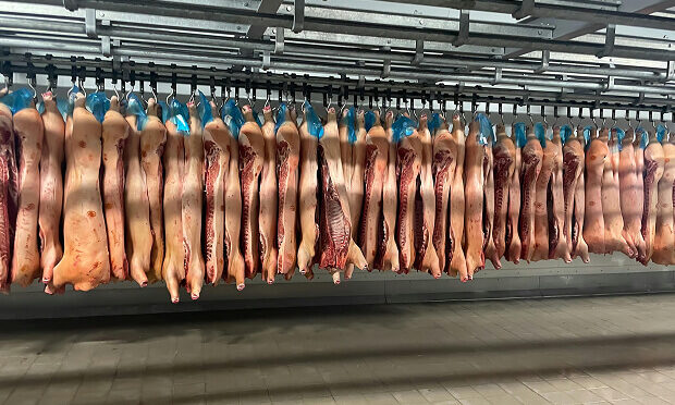 meat carcasses strung up