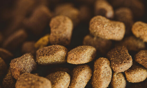 close up of dog food